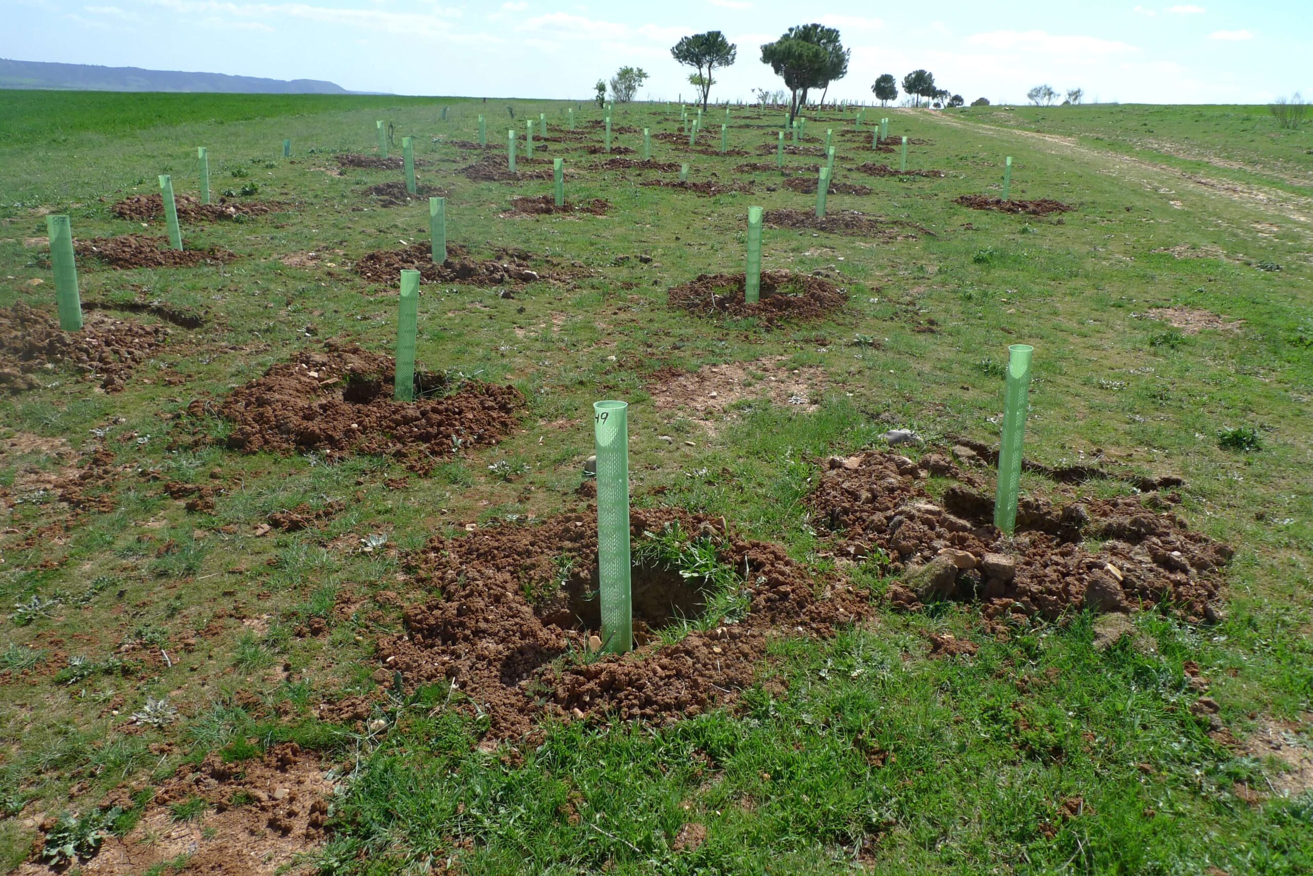 arboles-plantados-reforesta