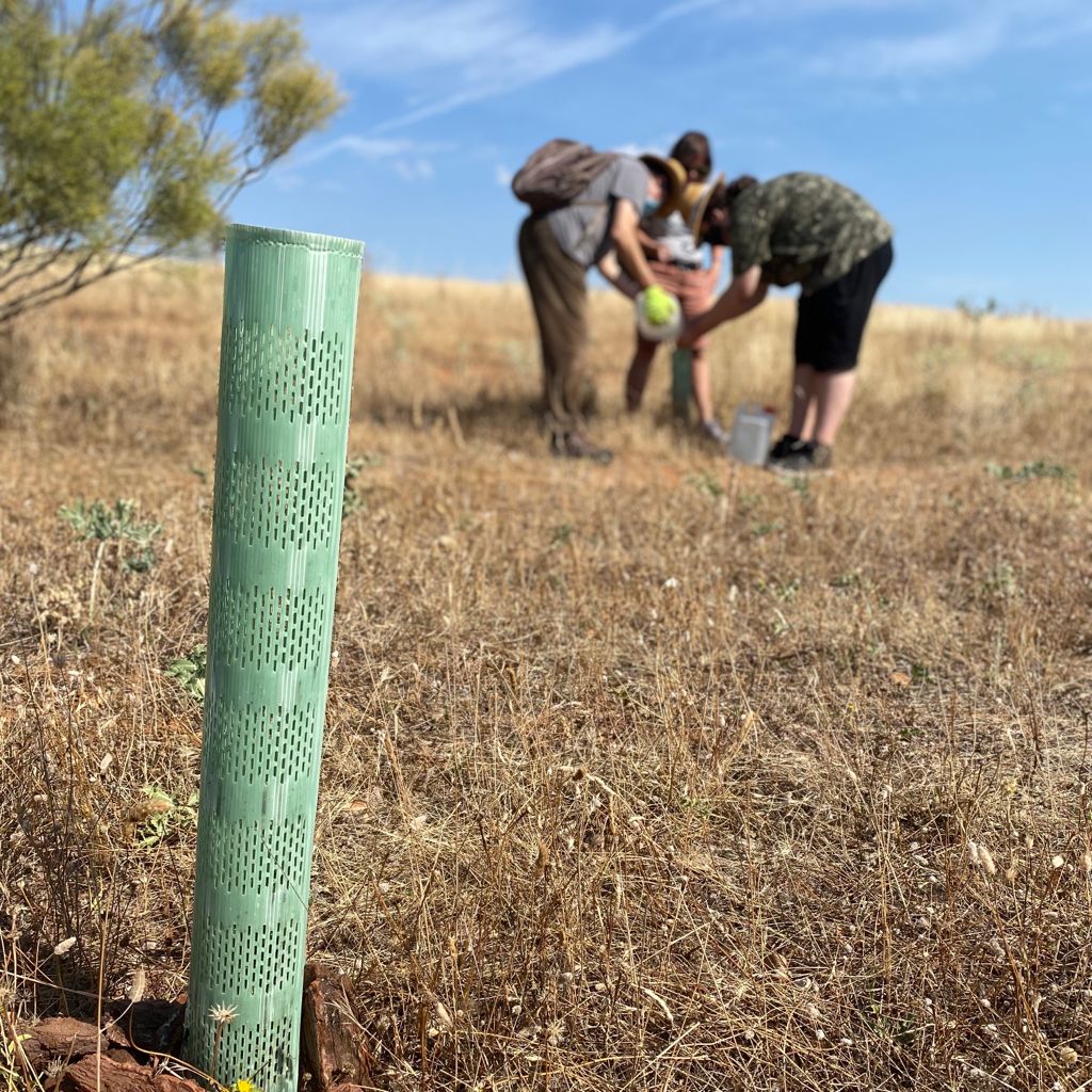 Jornada de riego con voluntarios en Meco