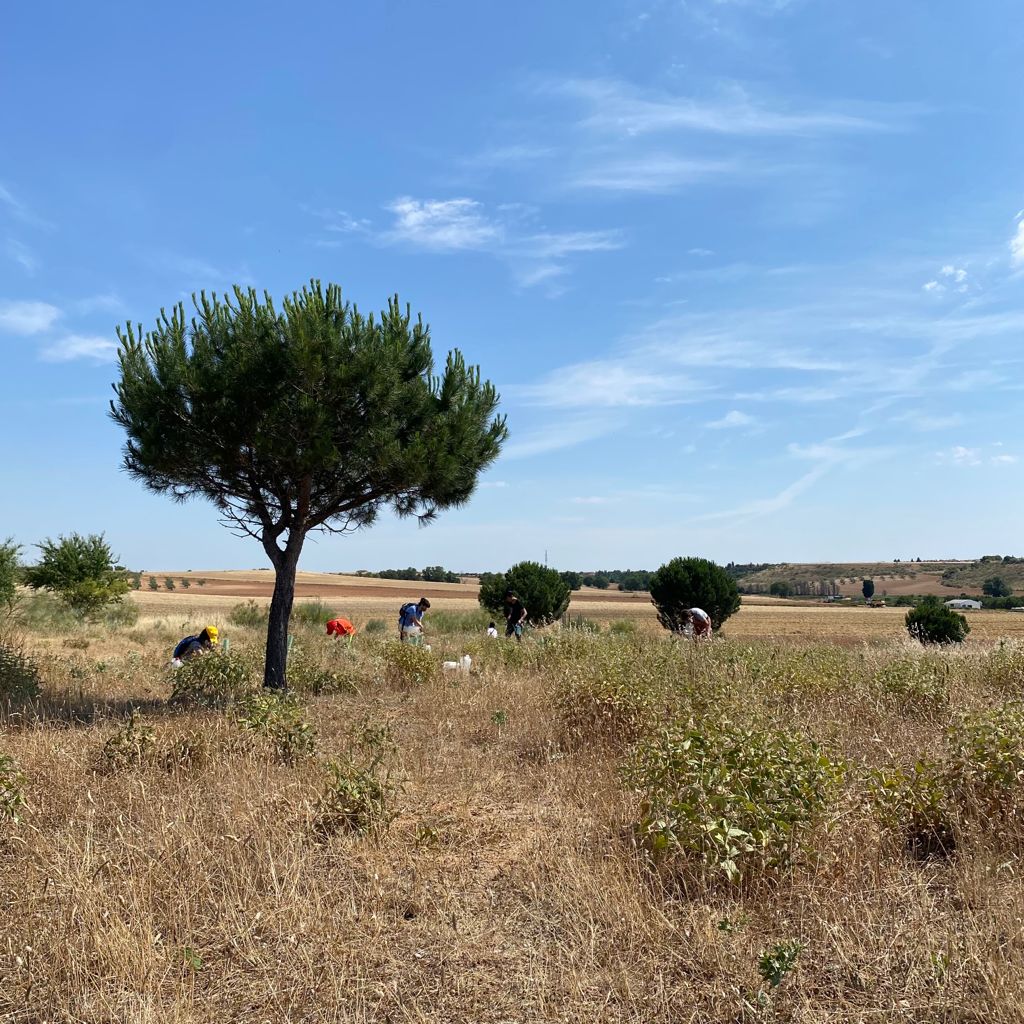 Jornada de riego con voluntarios en Meco