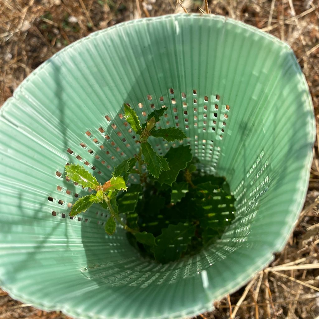 Jornada de riego con voluntarios en Meco