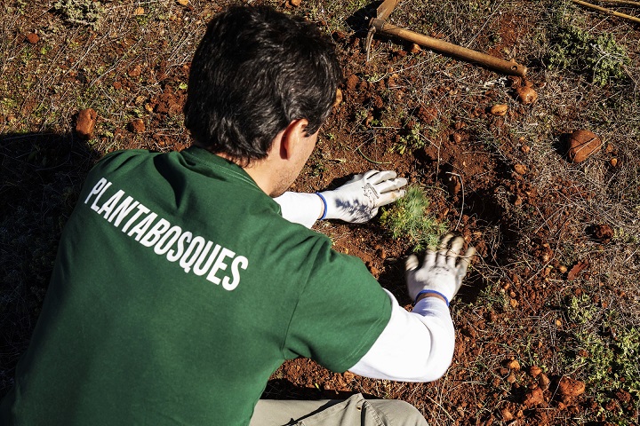 Plantar árboles con voluntarios