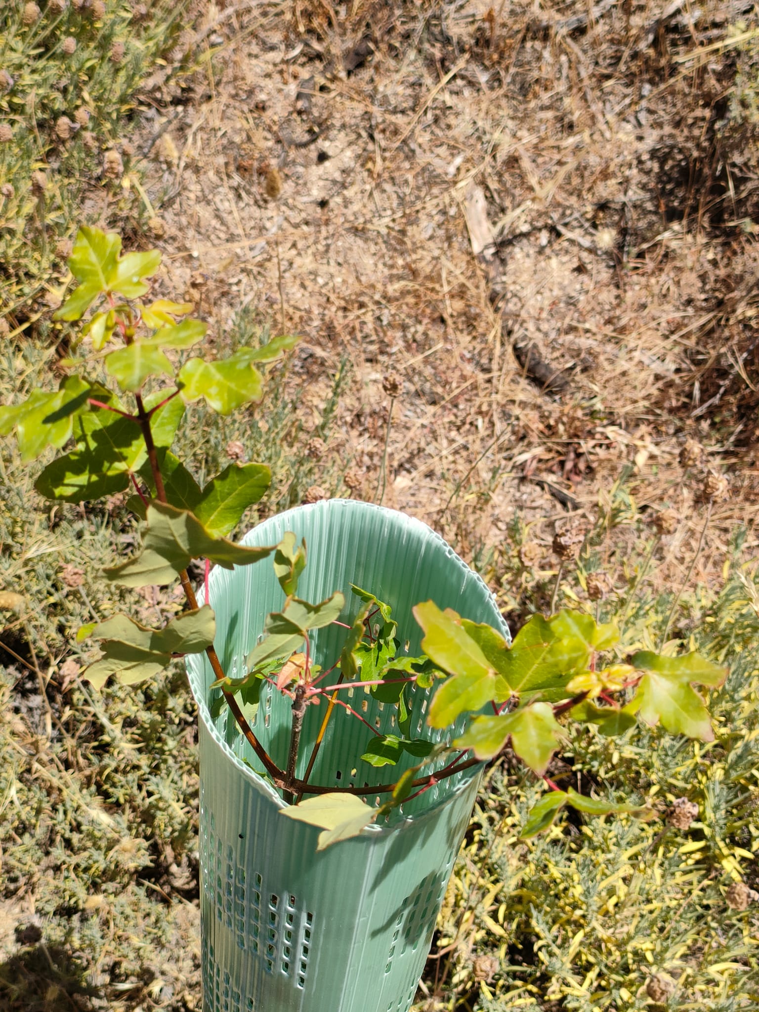 Jornada de plantación con voluntarios