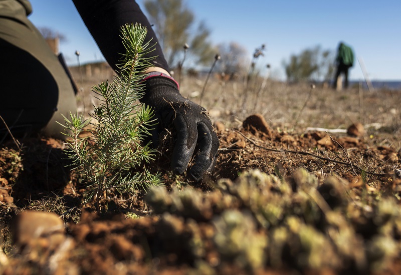 Jornada de reforestación con voluntarios.