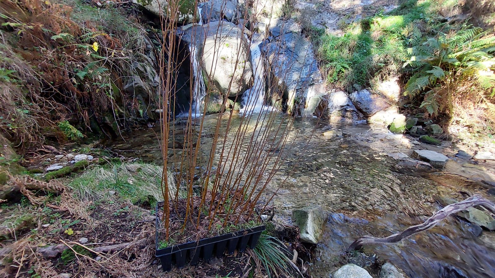 Plantar en el Alto Manzanares