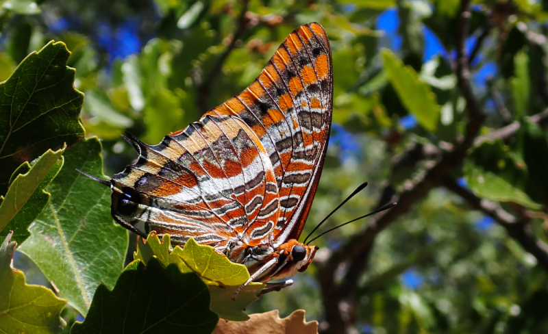 Charaxes jasius (Rafa Kerstiens)