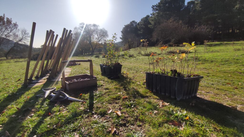 Plantones, bellotas y herramientas para devolver la biodiversidad al monte