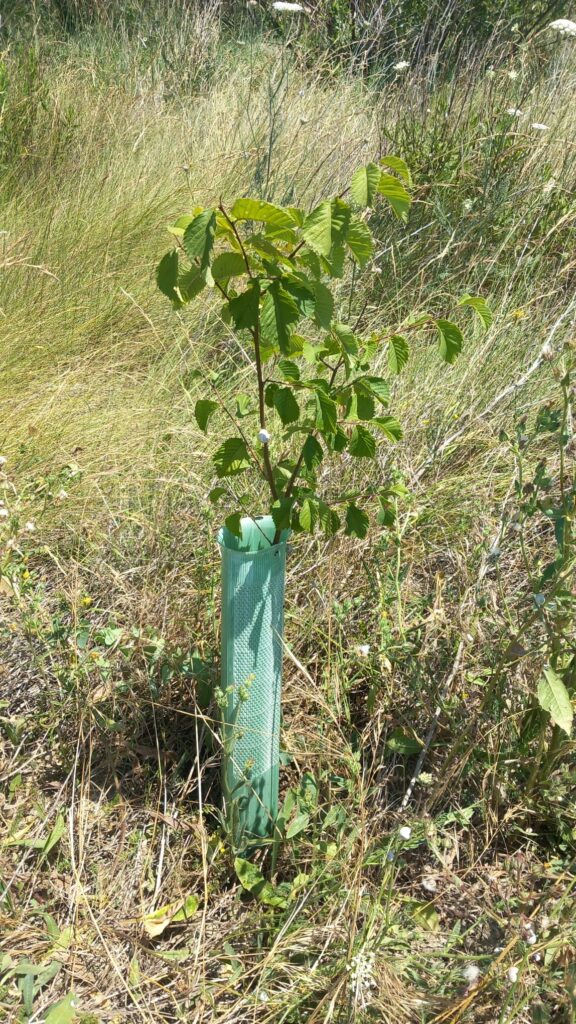 Uno de los olmos resistentes a la grafiosis plantados por Reforesta en Zaragoza, en colaboración con la ONG Fondo Natural