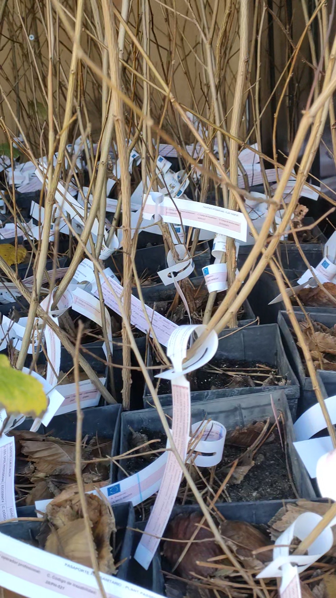 Olmos resistentes a la grafiosis en furgoneta