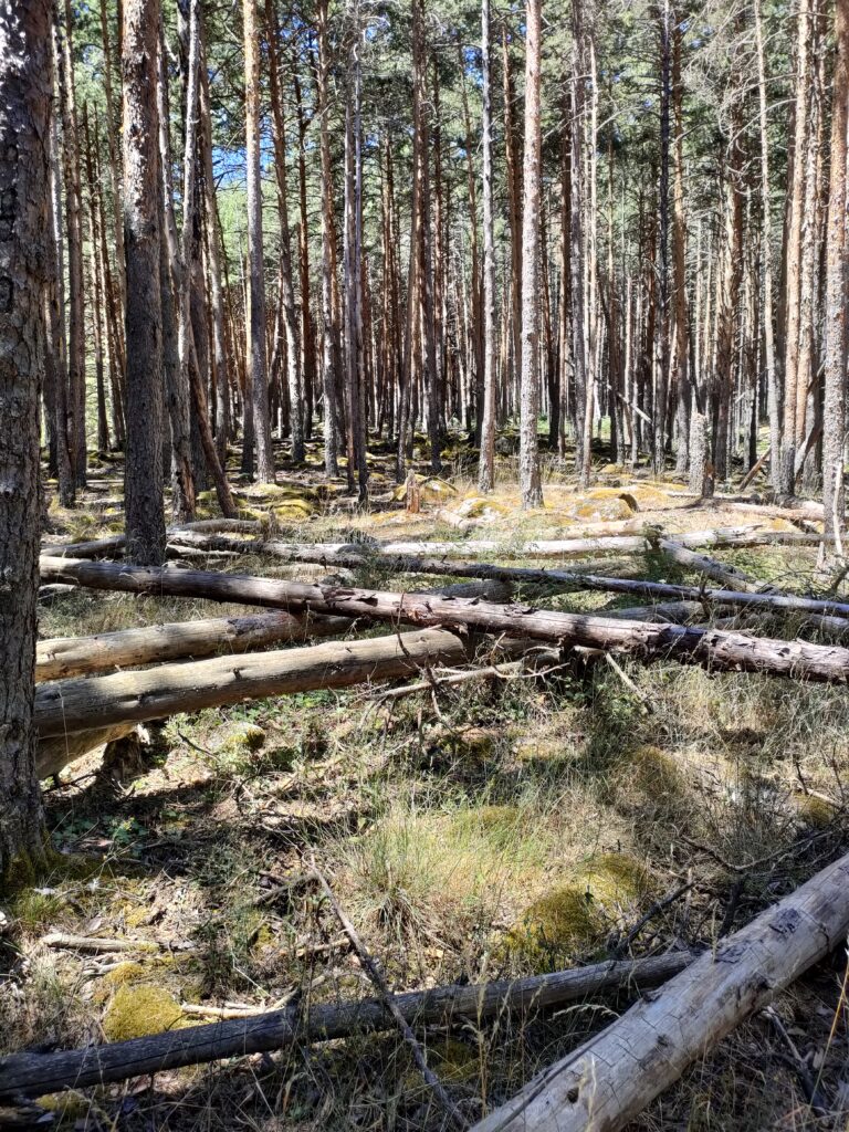 Árboles derribados por el viento en una repoblación forestal en la que había una excesiva densidad de arbolado. Este tipo de repoblaciones no son verdadero bosque
