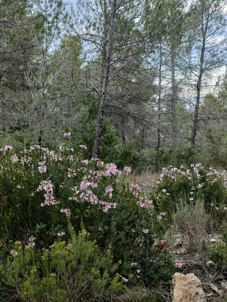 Bosque con sotobosque de arbustos en el Parque Natural de las Hoces del Cabriel