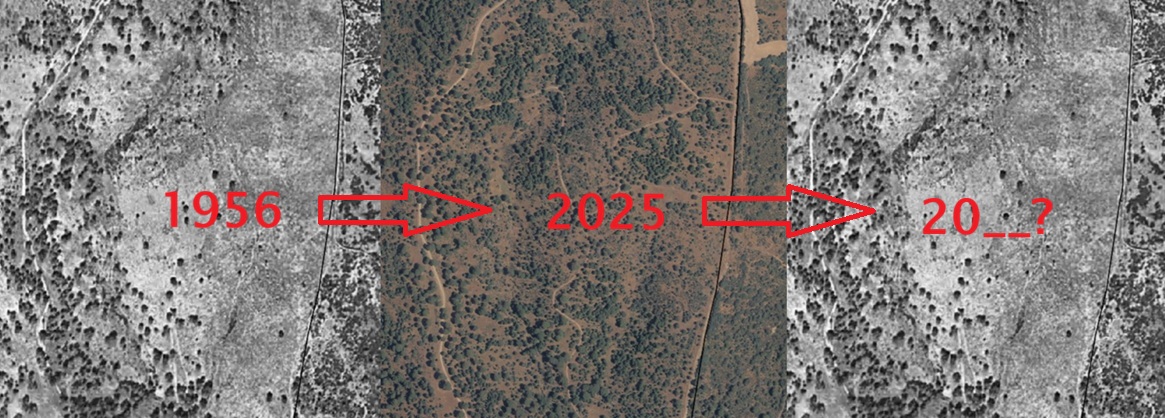 1956, 2026