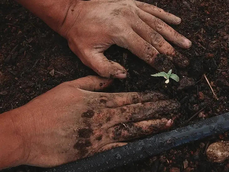 Image2